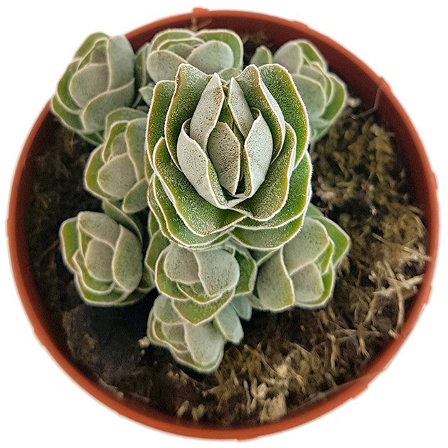 Crassula "Pangolin" - dekoratives Dickblatt