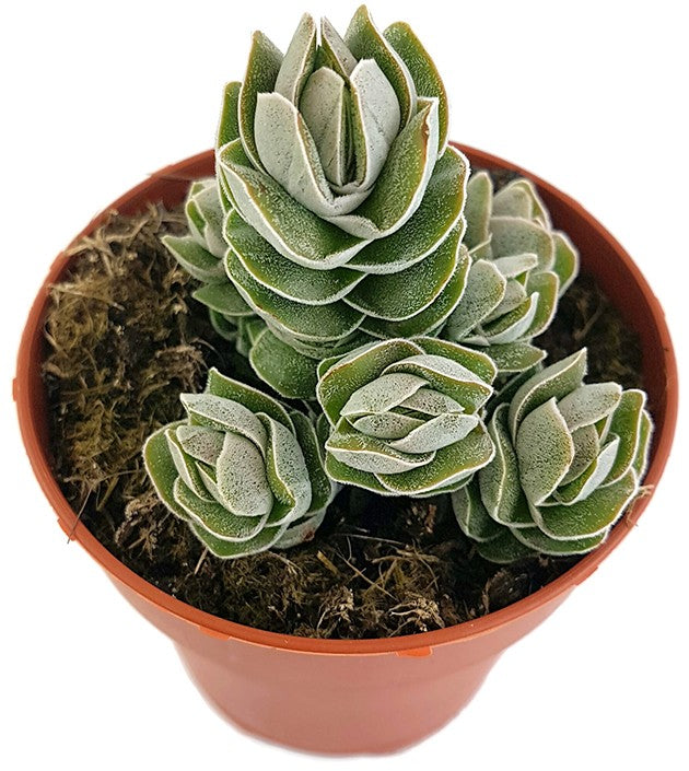 Crassula "Pangolin" - dekoratives Dickblatt