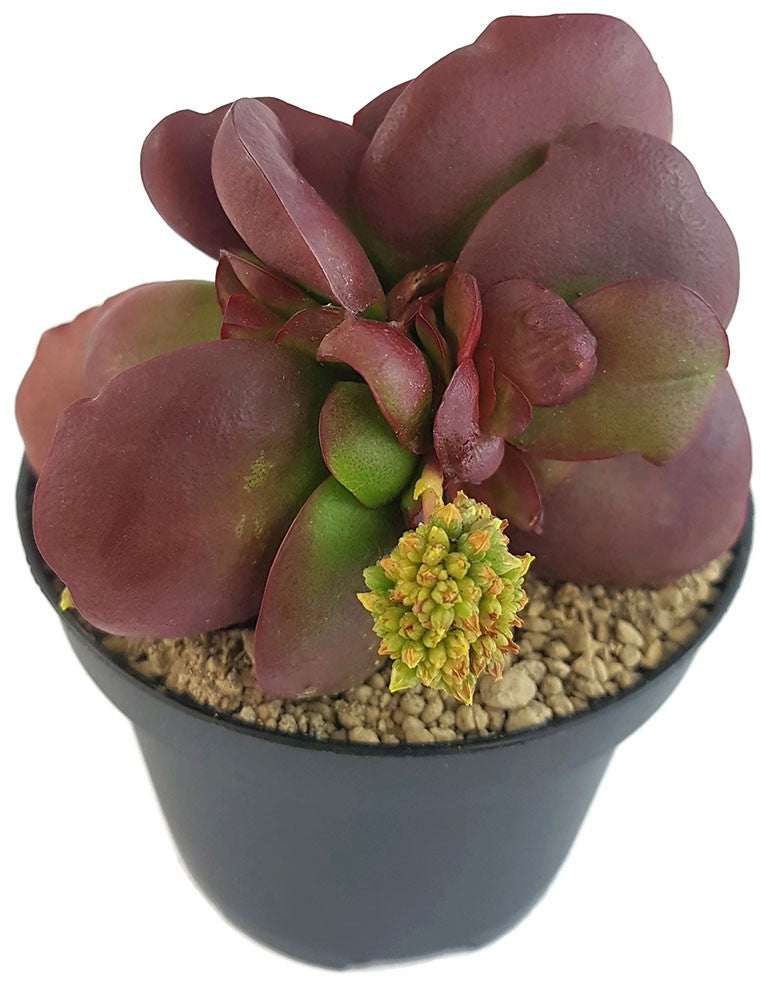 Crassula clavata "Purple Butterfly" - Sukkulente