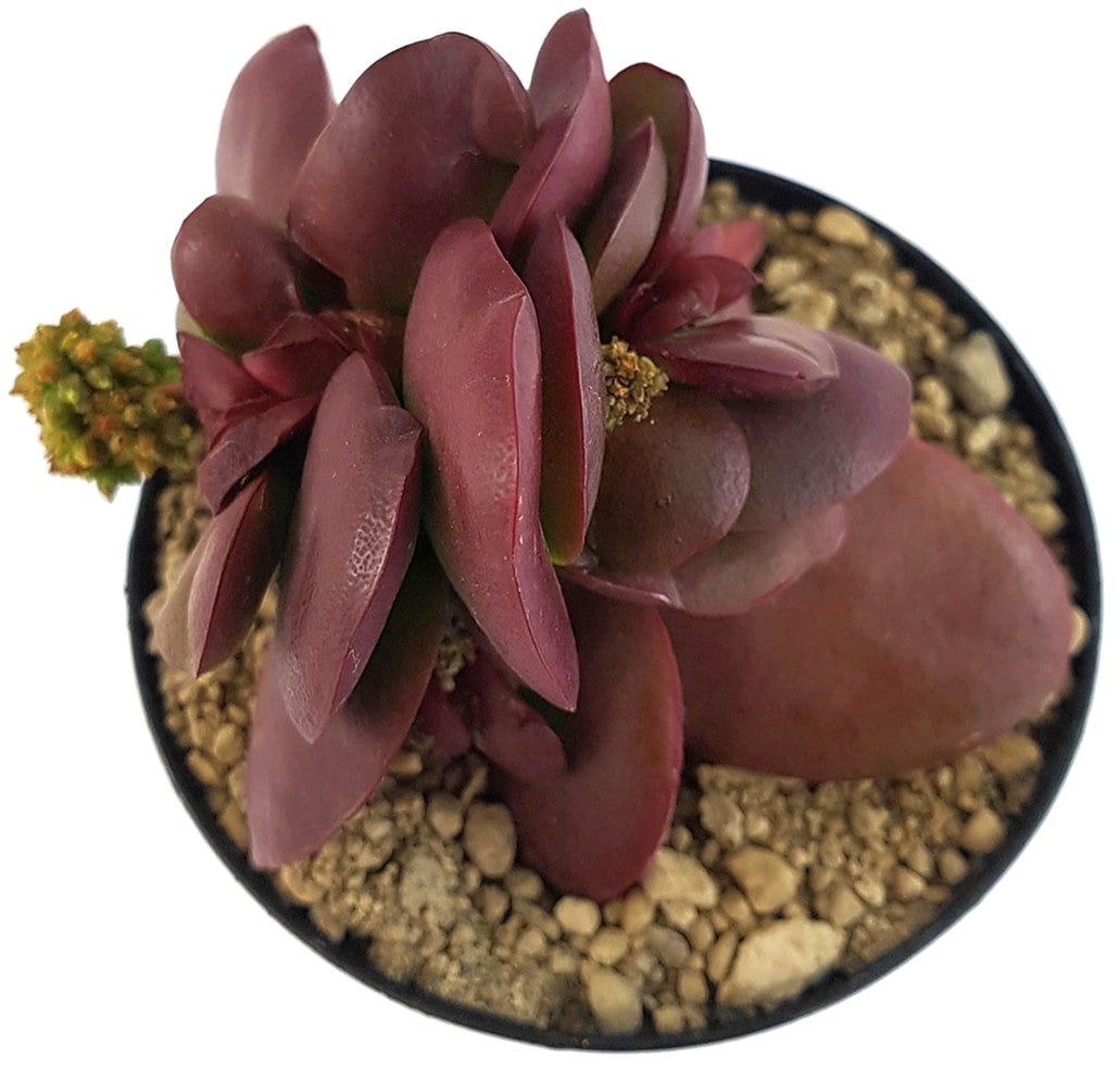 Crassula clavata "Purple Butterfly" - Sukkulente
