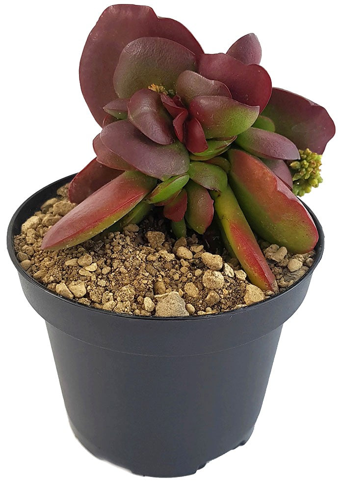 Crassula clavata "Purple Butterfly" - Sukkulente