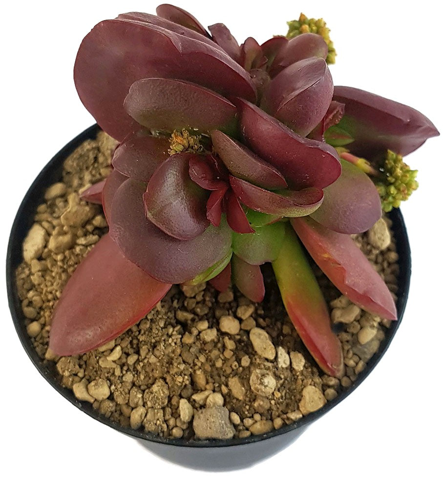 Crassula clavata "Purple Butterfly" - Sukkulente