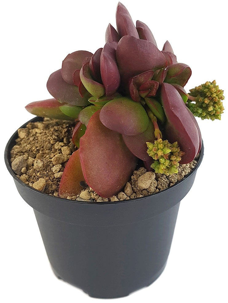 Crassula clavata "Purple Butterfly" - Sukkulente