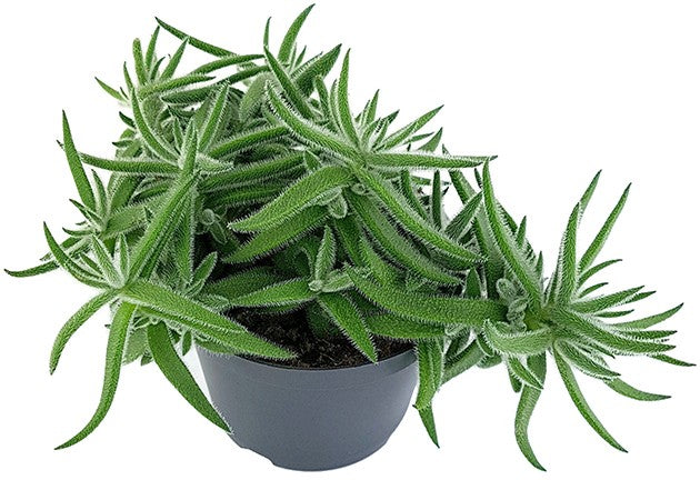 Crassula mesembryanthemoides "Fuzzy Hair" - kuscheliges Dickblatt