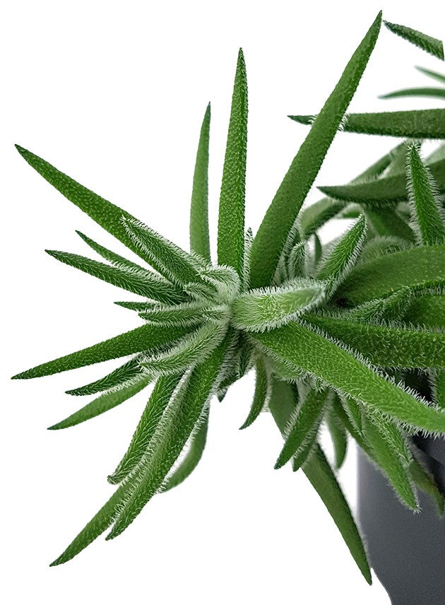 Crassula mesembryanthemoides "Fuzzy Hair" - kuscheliges Dickblatt