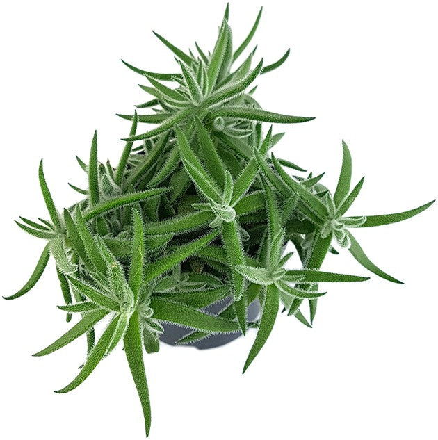 Crassula mesembryanthemoides "Fuzzy Hair" - kuscheliges Dickblatt