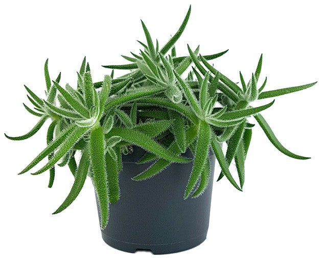 Crassula mesembryanthemoides "Fuzzy Hair" - kuscheliges Dickblatt