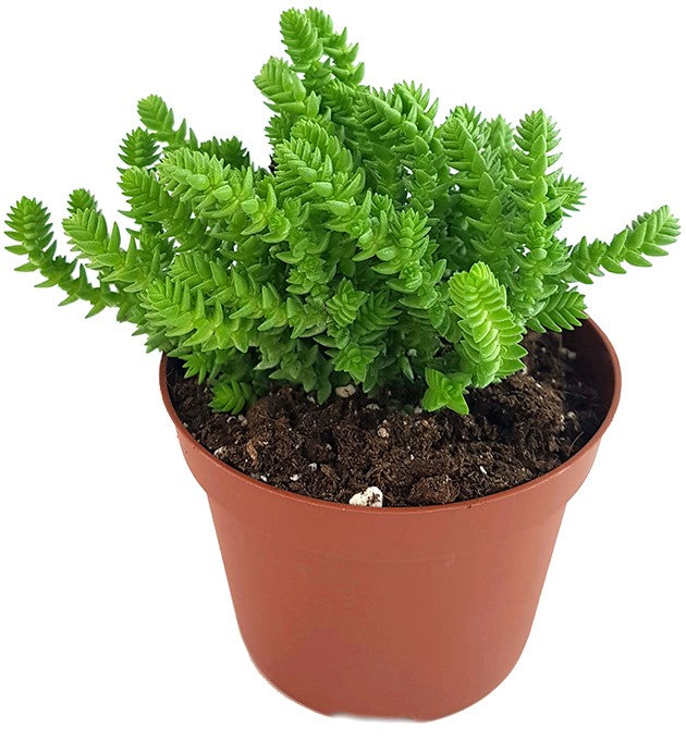 Crassula lycopodioides - Mäuseschwanz-Sukkulente