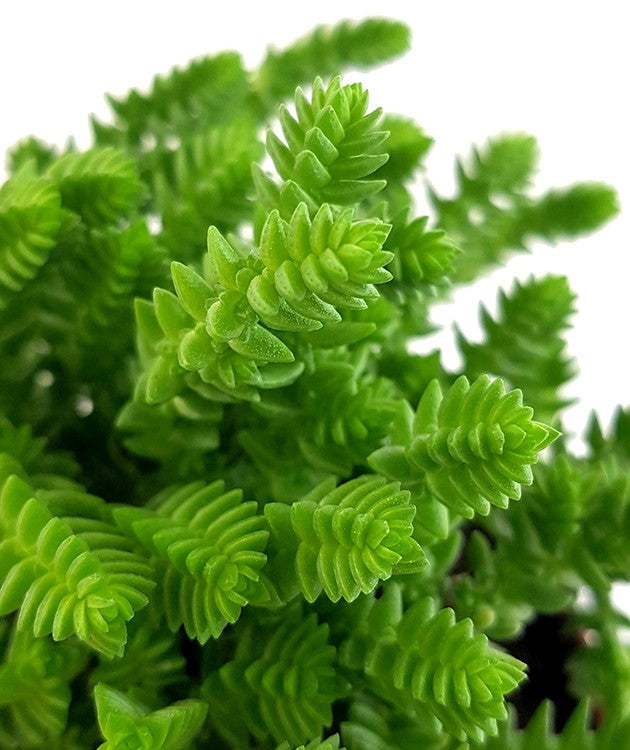 Crassula lycopodioides - Mäuseschwanz-Sukkulente