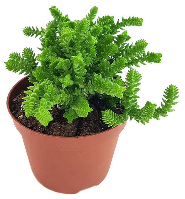 Crassula lycopodioides - Mäuseschwanz-Sukkulente