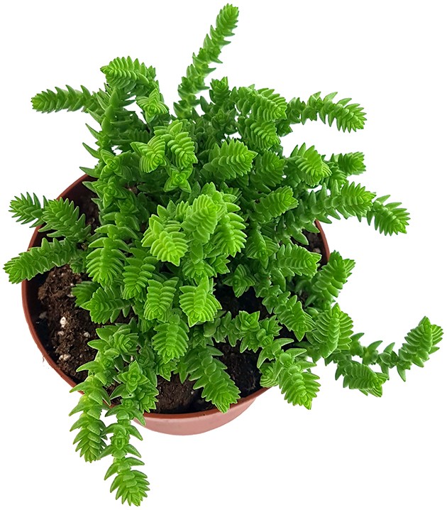 Crassula lycopodioides - Mäuseschwanz-Sukkulente