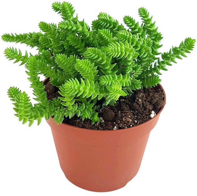 Crassula lycopodioides - Mäuseschwanz-Sukkulente