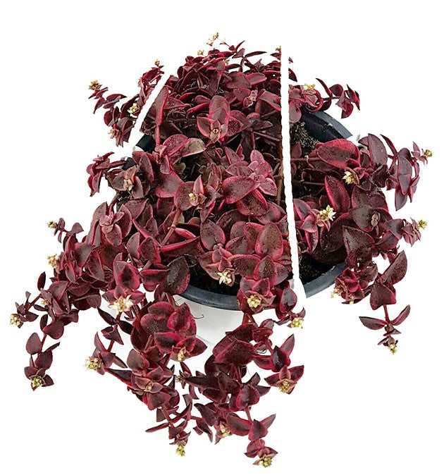 Crassula pellucida ssp. marginalis - dunkelrotes Dickblatt