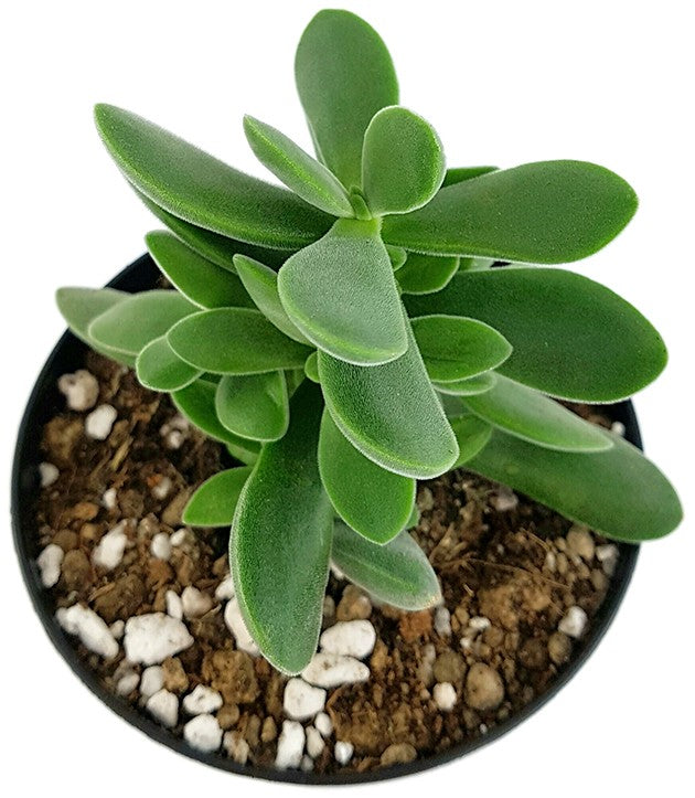 Crassula Stretto "Bambino" - treues Dickblatt