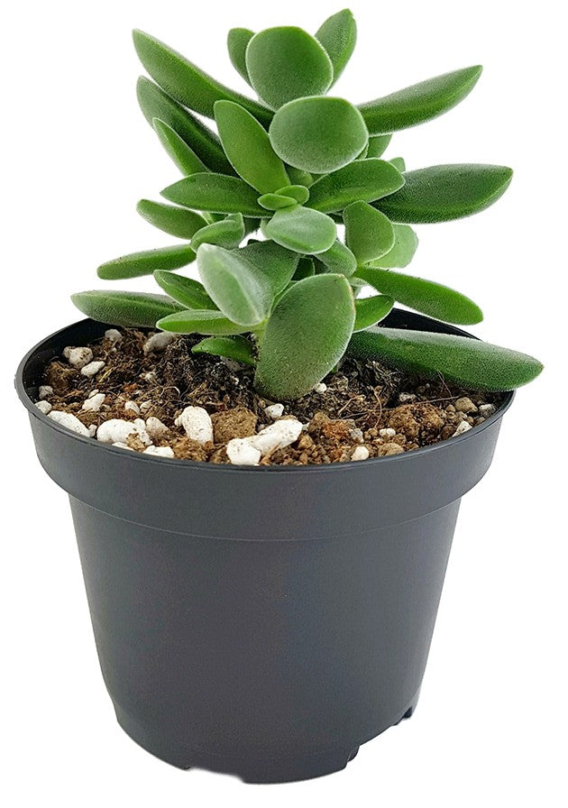 Crassula Stretto "Bambino" - treues Dickblatt