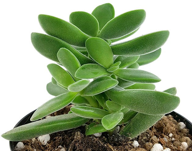 Crassula Stretto "Bambino" - treues Dickblatt