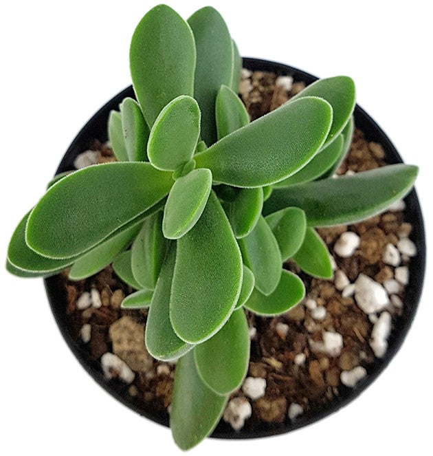 Crassula Stretto "Bambino" - treues Dickblatt