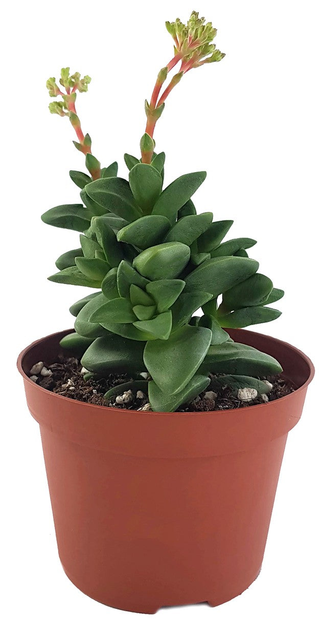 Crassula "talisman" - Glücks-Dickblatt