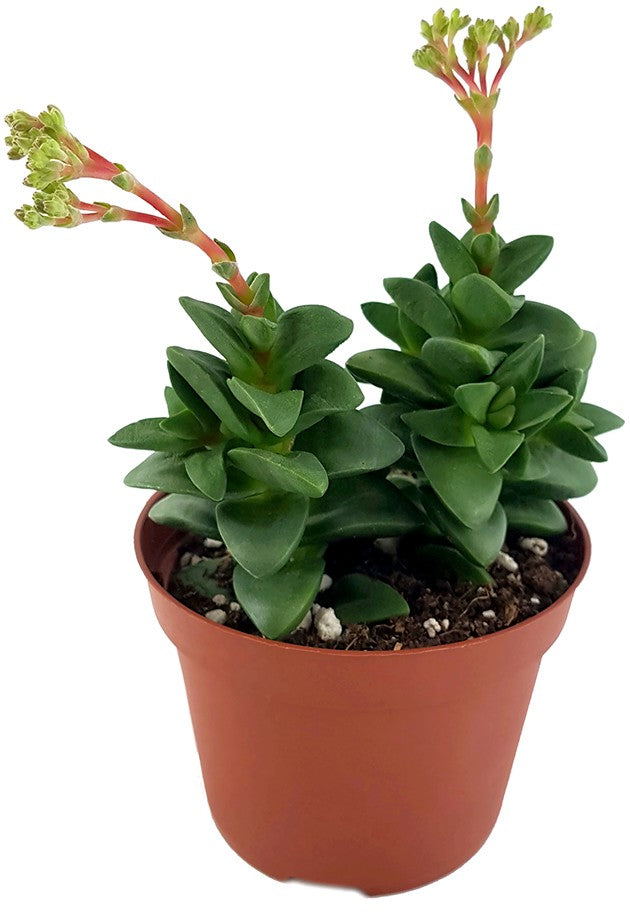 Crassula "talisman" - Glücks-Dickblatt