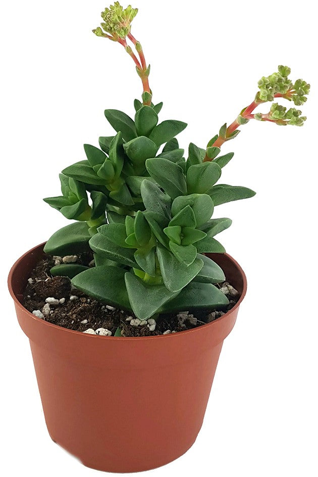 Crassula "talisman" - Glücks-Dickblatt