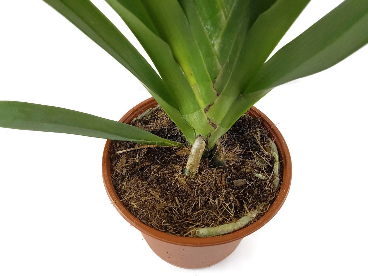 Angraecum "Crestwood" - Orchidee