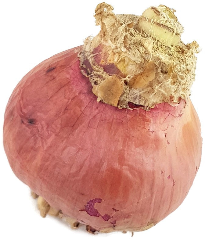 Crinum americanum "Samba" - kunstvolle Hakenlilie