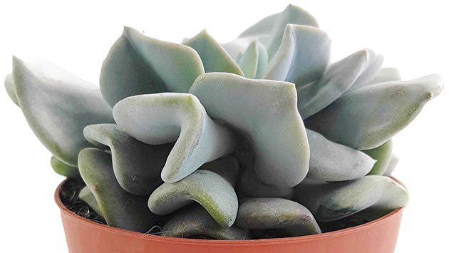 Echeveria "Cubic Frost" - frostiges Dickblatt