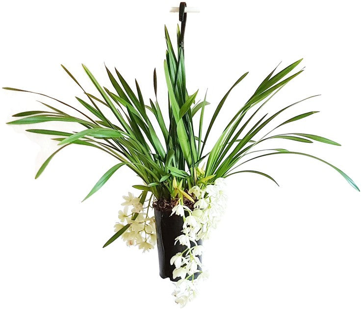 Cymbidium Cascade "Ice Cascade" - Orchidee - SALE ohne Blüte