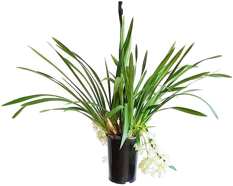 Cymbidium Cascade "Ice Cascade" - Orchidee - SALE ohne Blüte