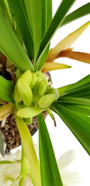Cymbidium Cascade "Ice Cascade" - Orchidee