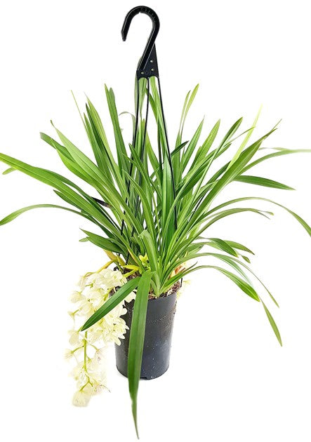 Cymbidium Cascade "Ice Cascade" - Orchidee