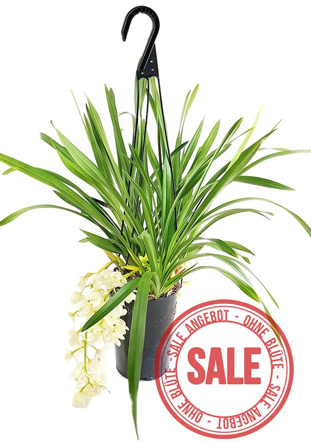 Cymbidium Cascade "Ice Cascade" - Orchidee - SALE ohne Blüte
