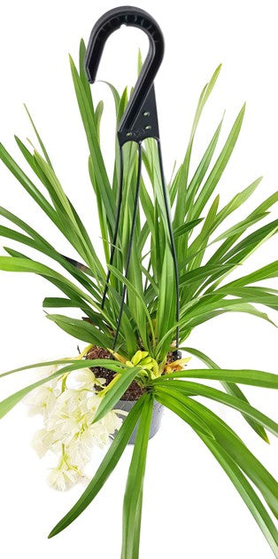 Cymbidium Cascade "Ice Cascade" - Orchidee