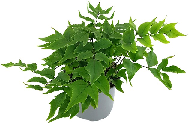 Cyrtomium "falcatum" - Sichelfarn