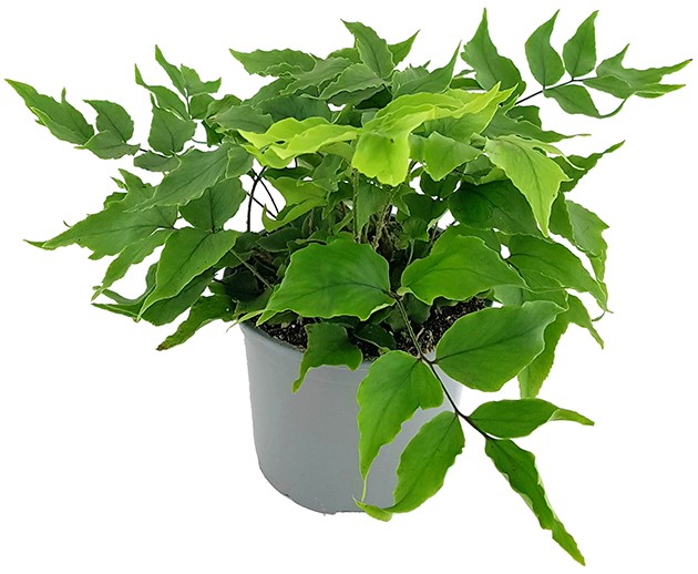 Cyrtomium "falcatum" - Sichelfarn