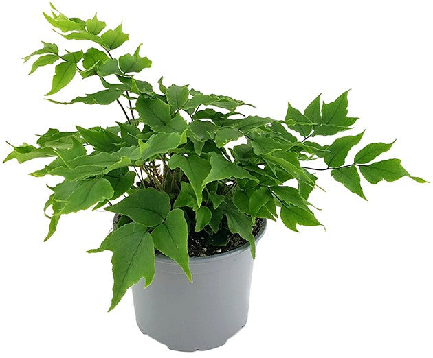 Cyrtomium "falcatum" - Sichelfarn