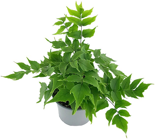 Cyrtomium "falcatum" - Sichelfarn