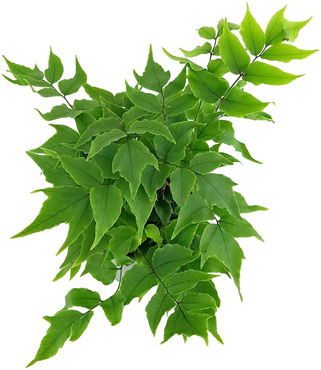 Cyrtomium "falcatum" - Sichelfarn