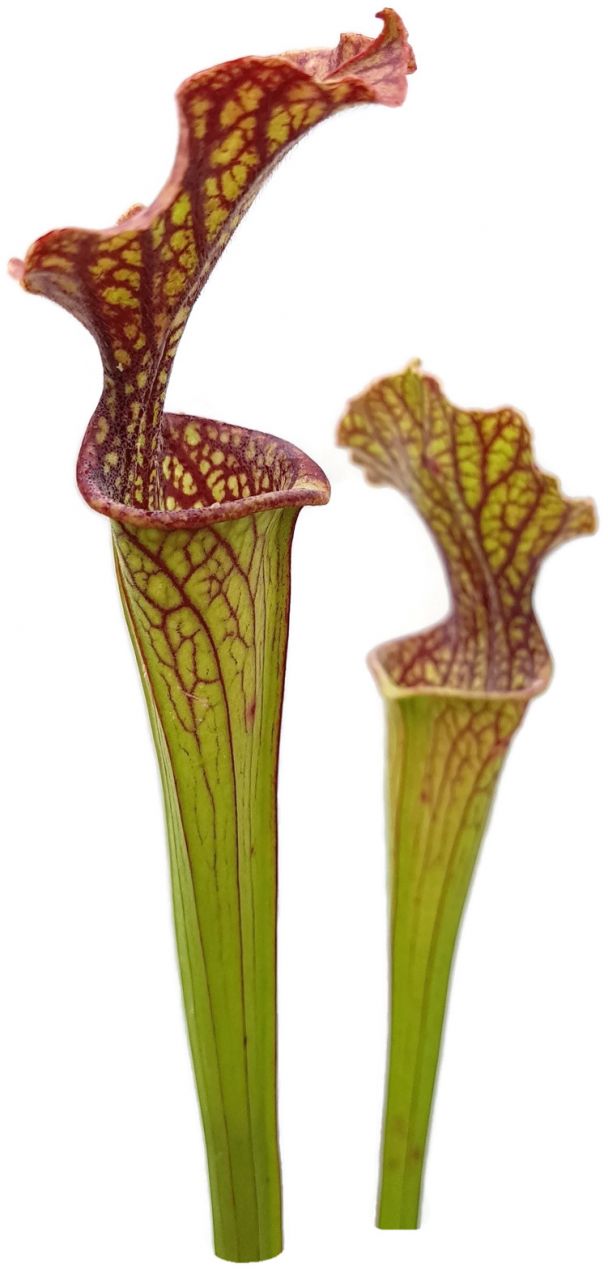 Sarracenia X "Daniel Rudd" PJ Plants Klon