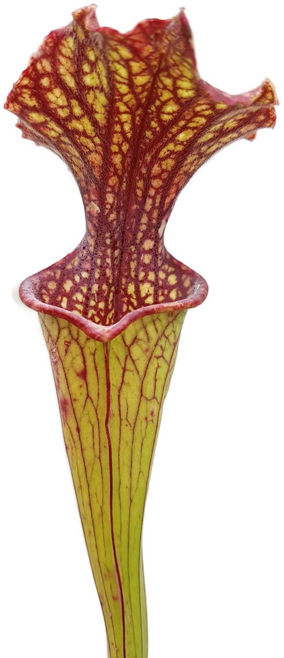 Sarracenia X "Daniel Rudd" PJ Plants Klon