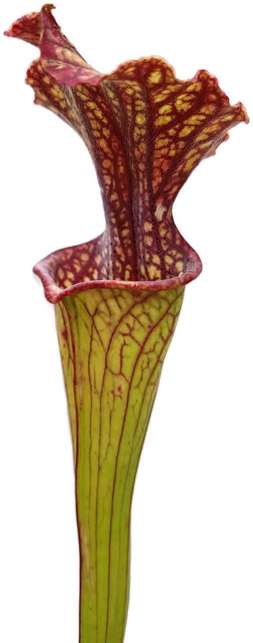 Sarracenia X "Daniel Rudd" PJ Plants Klon