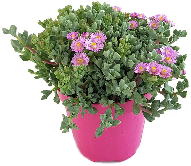 Oscularia deltoides - strauchige Mittagsblume