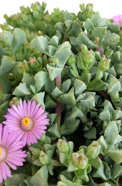 Oscularia deltoides - strauchige Mittagsblume