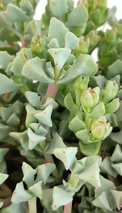 Oscularia deltoides - strauchige Mittagsblume