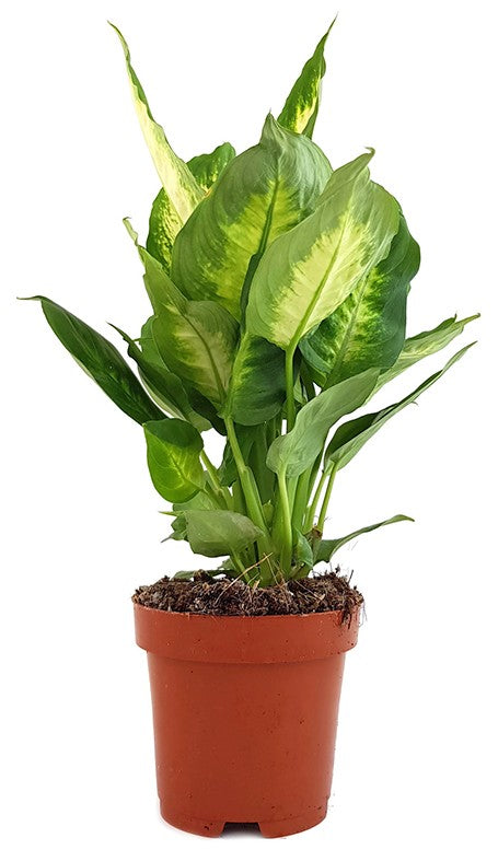 Dieffenbachia maculata "Camilla" - Blattschmuckpflanze