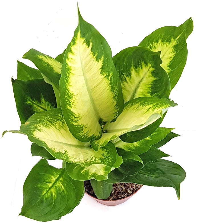 Dieffenbachia maculata "Camilla" - Blattschmuckpflanze