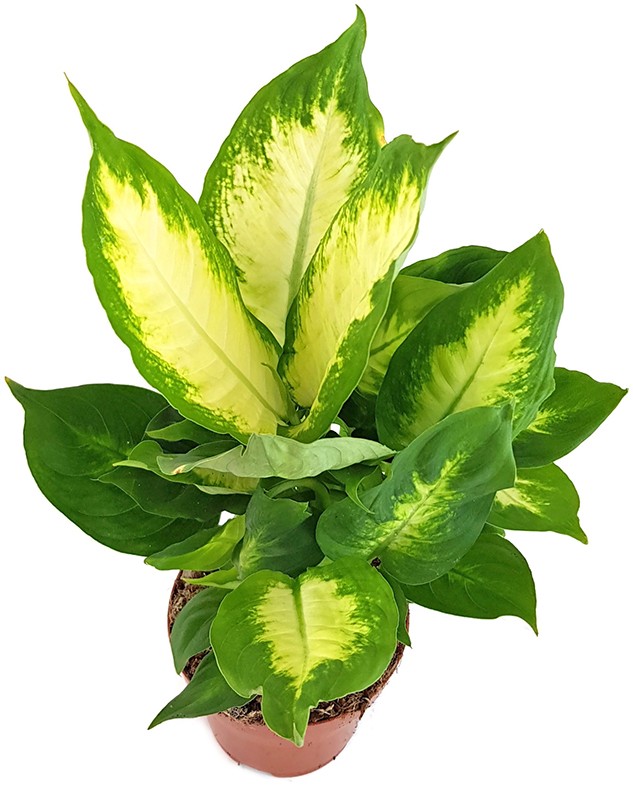 Dieffenbachia maculata "Camilla" - Blattschmuckpflanze