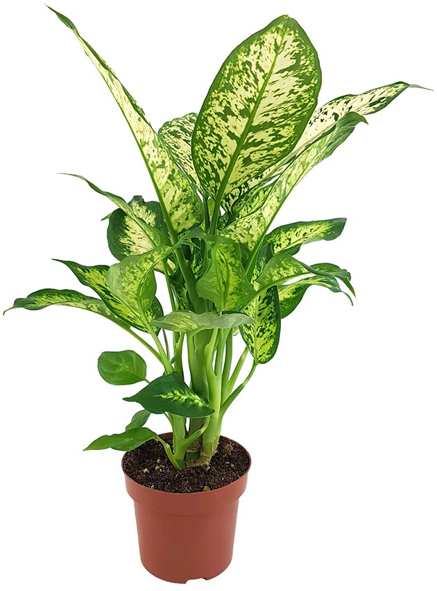 Dieffenbachia "compacta" - Blattschmuckpflanze