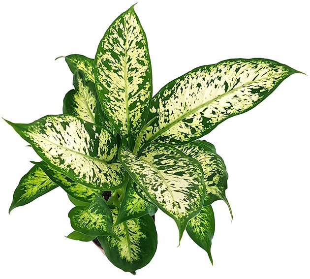 Dieffenbachia "compacta" - Blattschmuckpflanze