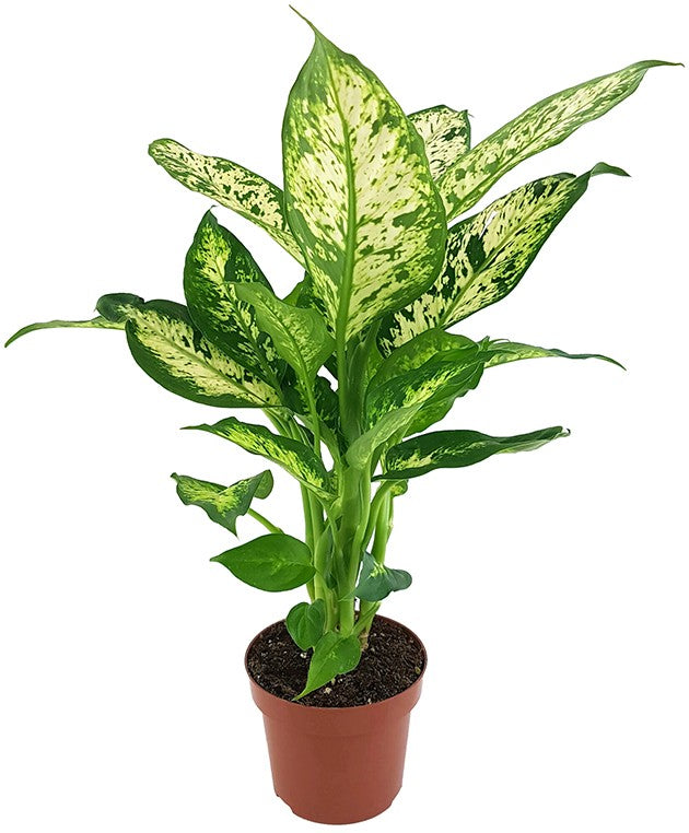 Dieffenbachia "compacta" - Blattschmuckpflanze